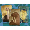 Similo: Wild Animals